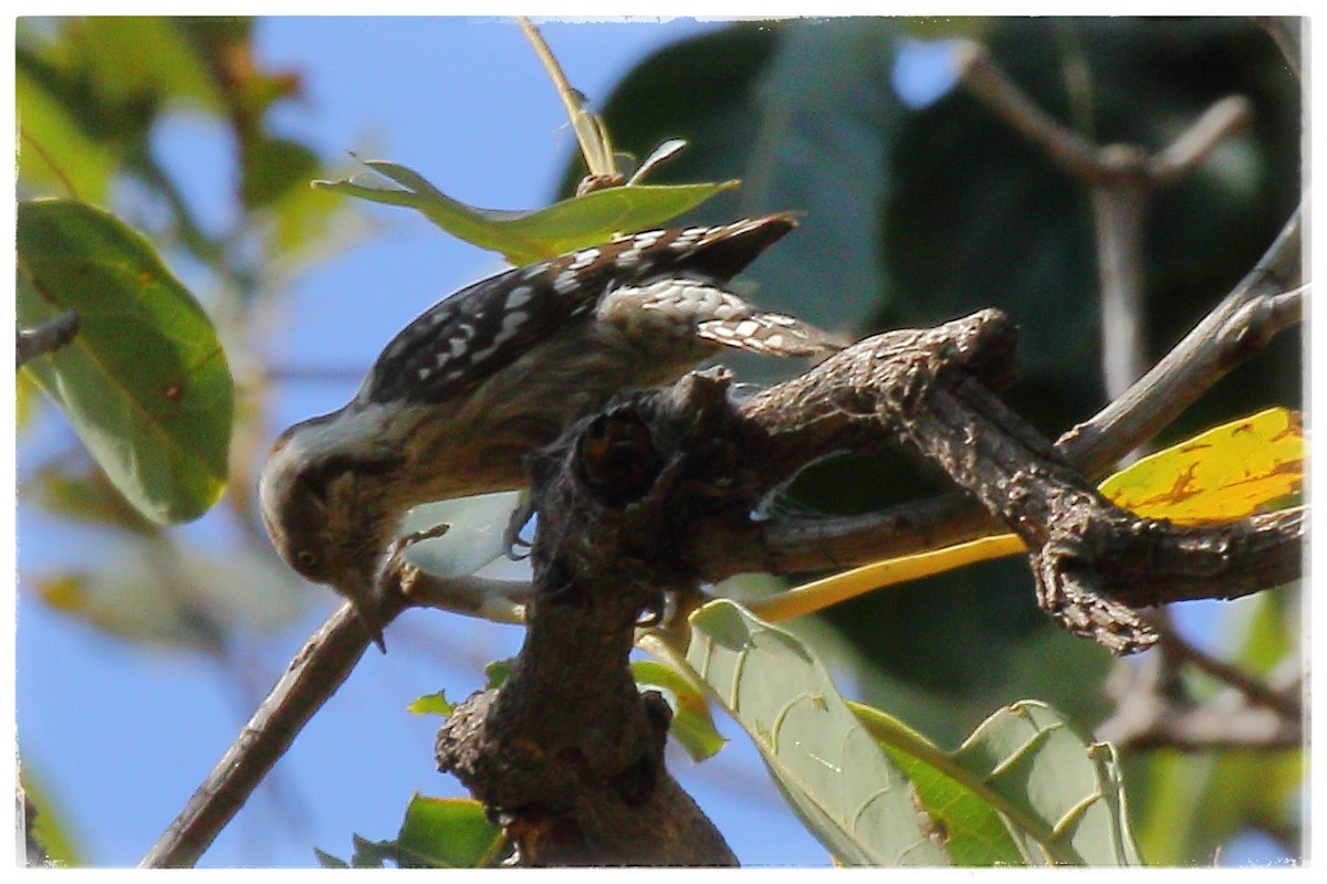 Brown-capped Pygmy Woodpecker - ML209777151