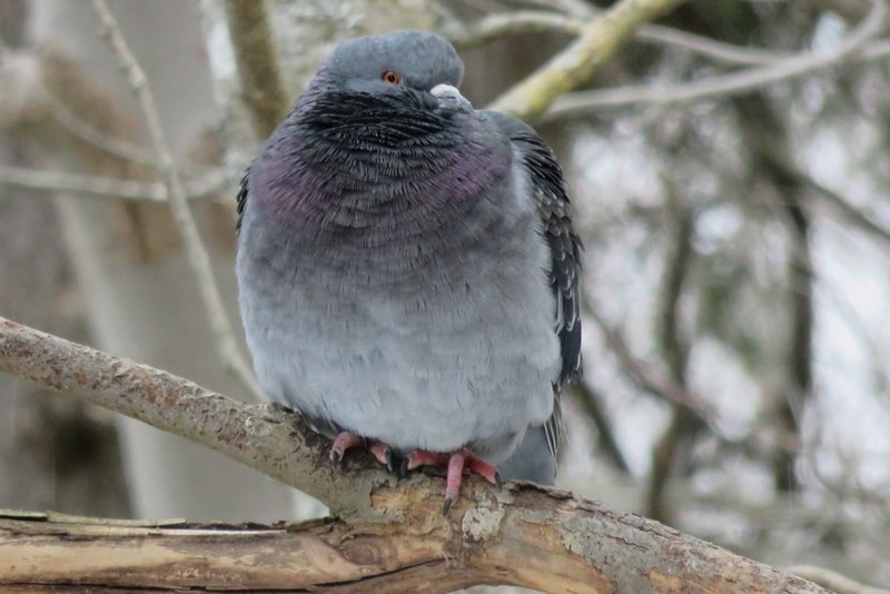 Rock Pigeon (Feral Pigeon) - KAREN JOSEY