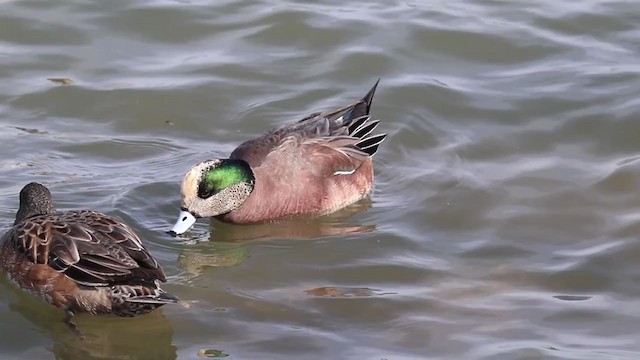 American Wigeon - ML209779501