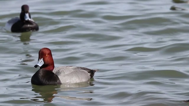 Redhead - ML209782331