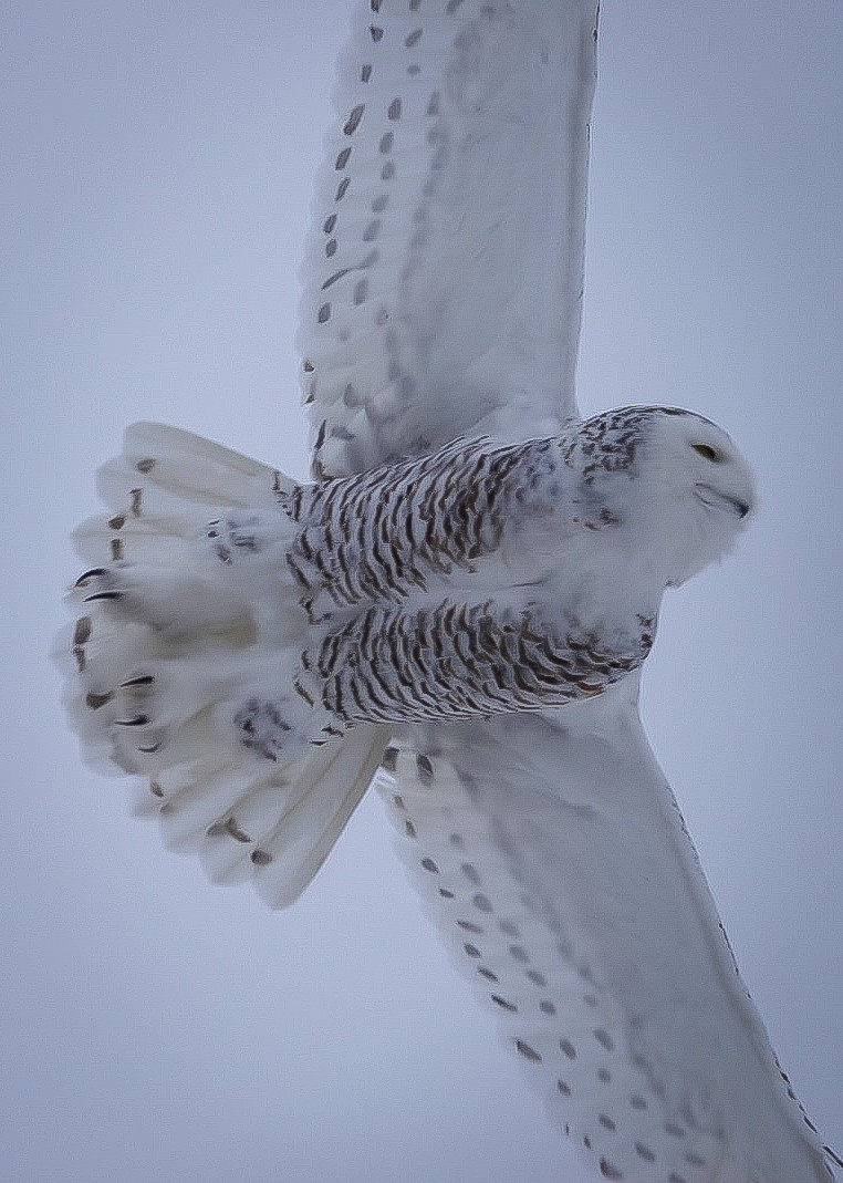  バード　owl フクロウ ural-owl_grelly02.jpg