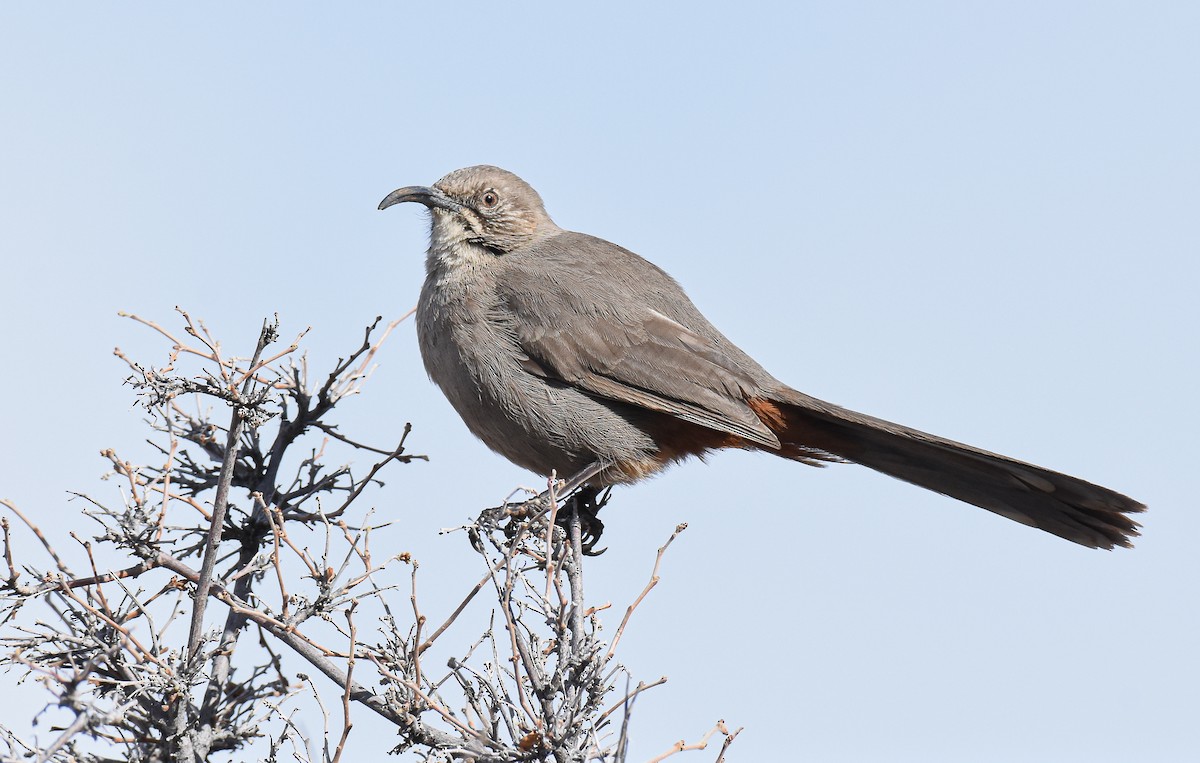 Crissal Thrasher - ML209783811