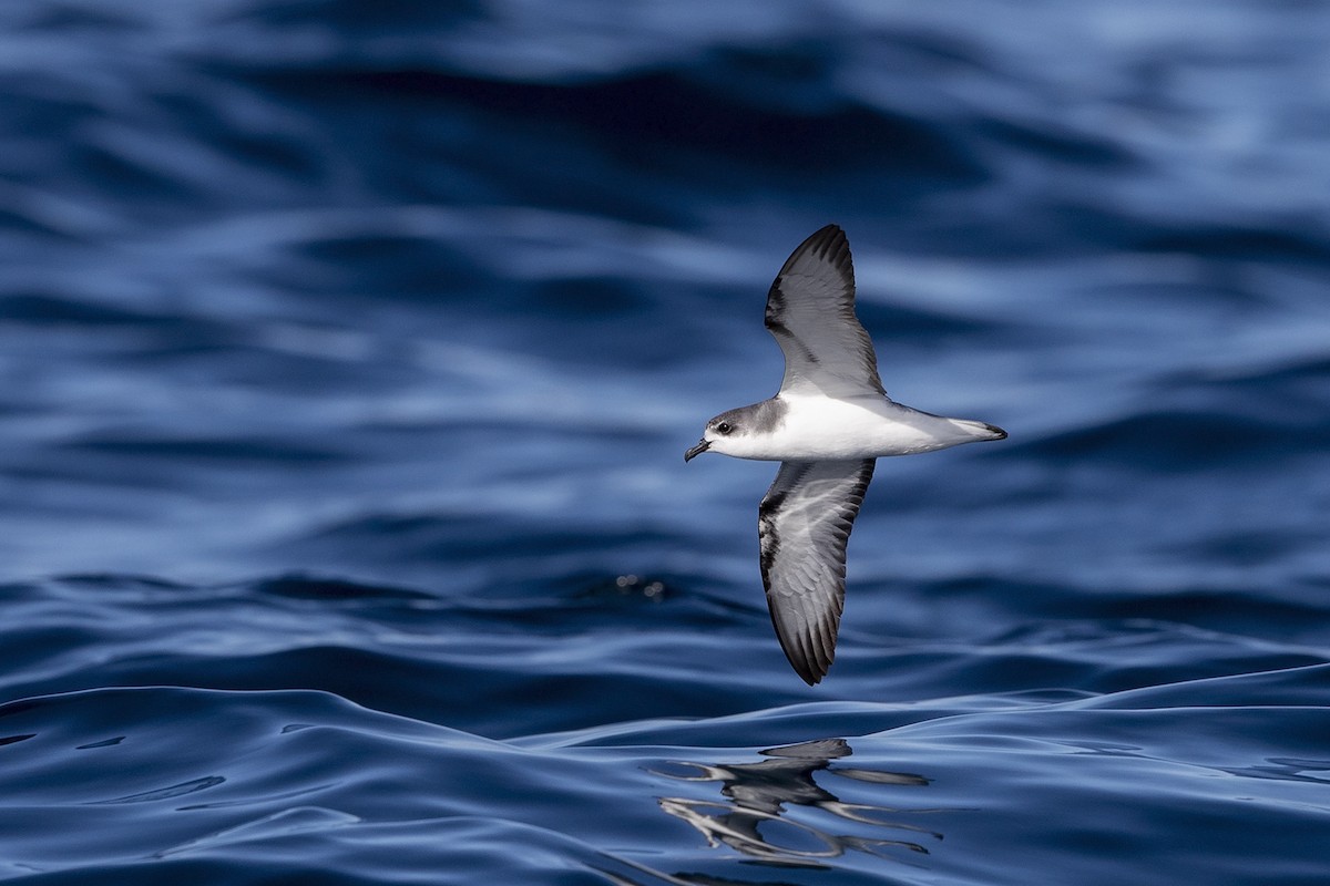 Pycroft's Petrel - Niall D Perrins