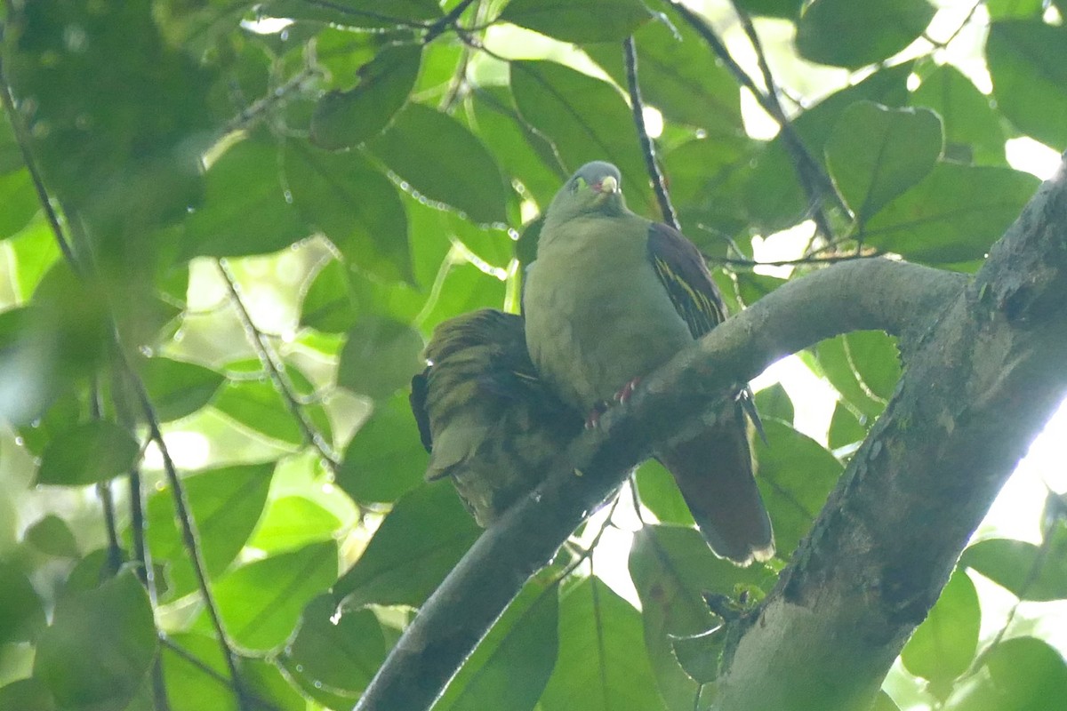 Thick-billed Green-Pigeon - ML20978591