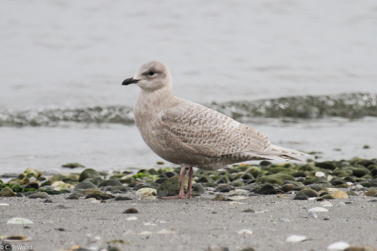 Iceland Gull (kumlieni/glaucoides) - Chris S. Wood