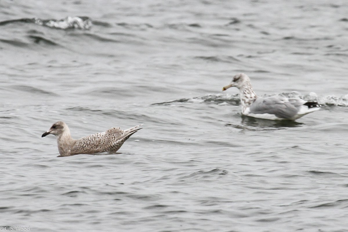 grønlandsmåke (kumlieni/glaucoides) - ML20978851