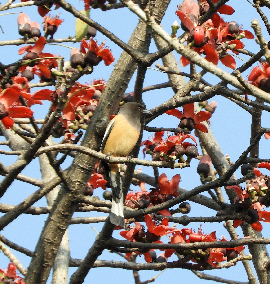 Rufous Treepie - ML209789391