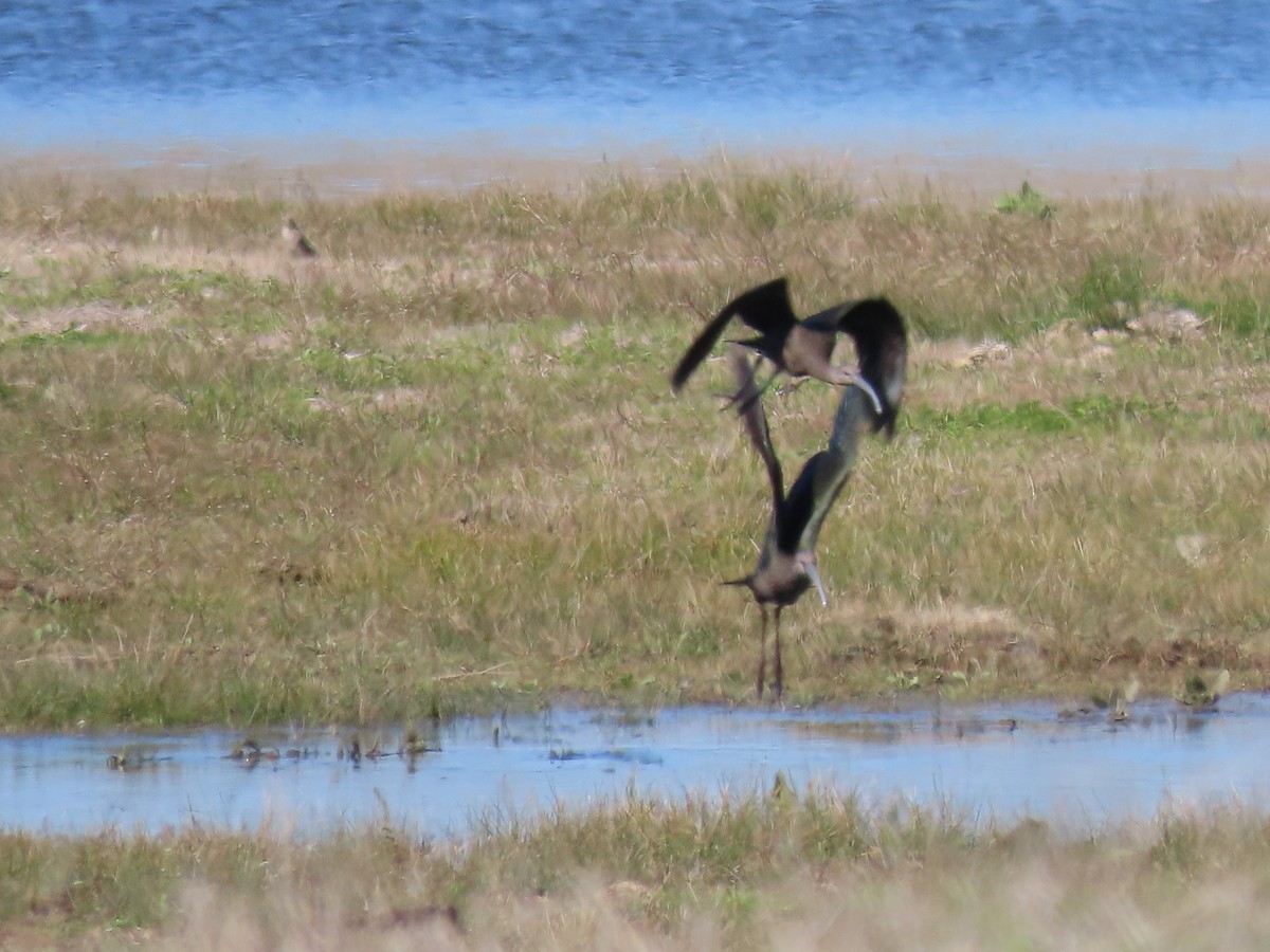 White-faced Ibis - ML209789891