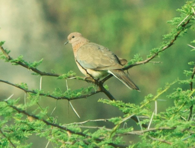 Laughing Dove - ML209792601