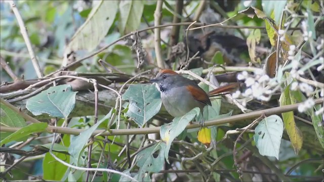 Azara's Spinetail - ML209793941