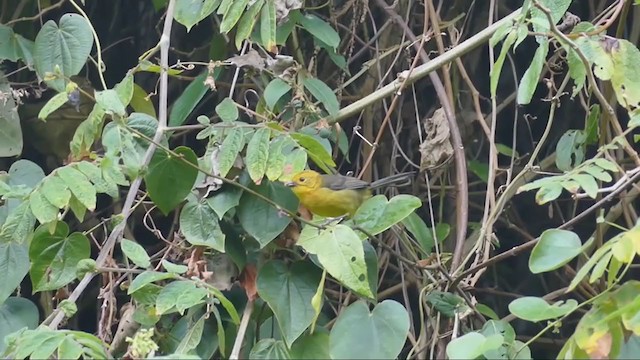 Yellow-headed Brushfinch - ML209794111