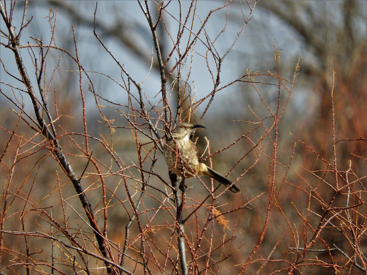 Curve-billed Thrasher - ML209795081
