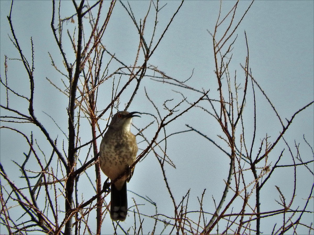 Curve-billed Thrasher - ML209795091