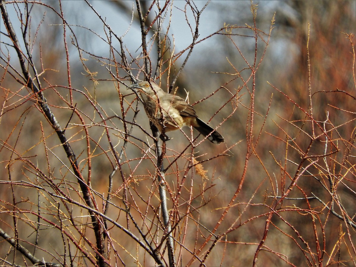 Curve-billed Thrasher - ML209795101