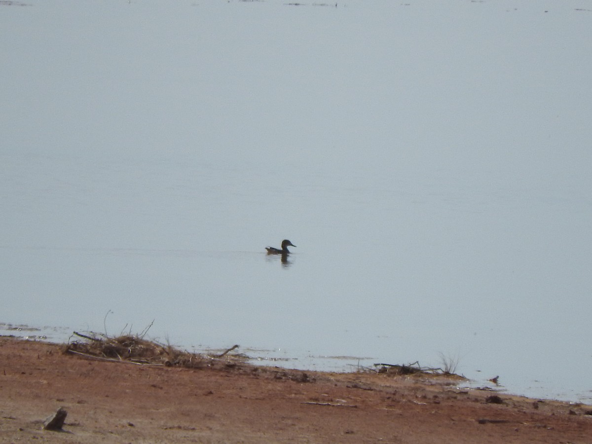 duck sp. - ML209795181