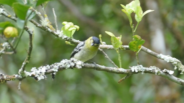 Barred Becard - ML209795881