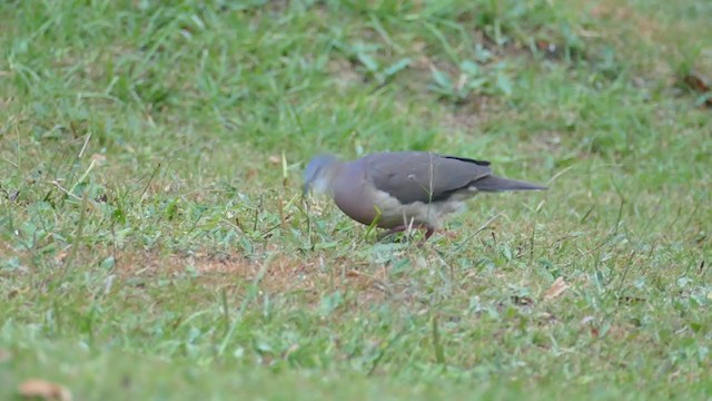 Tolima Dove - ML209795961