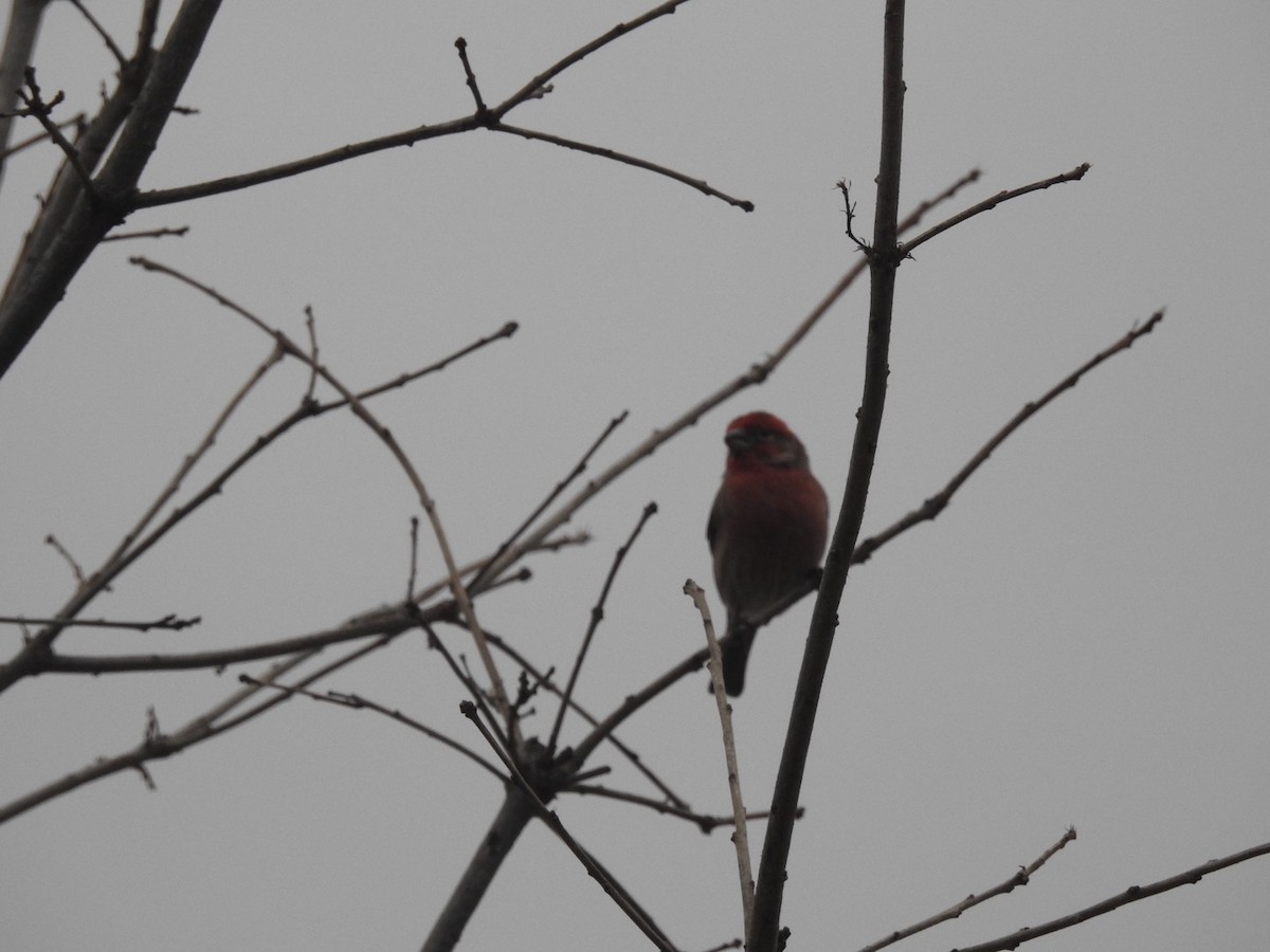 House Finch - ML209796091