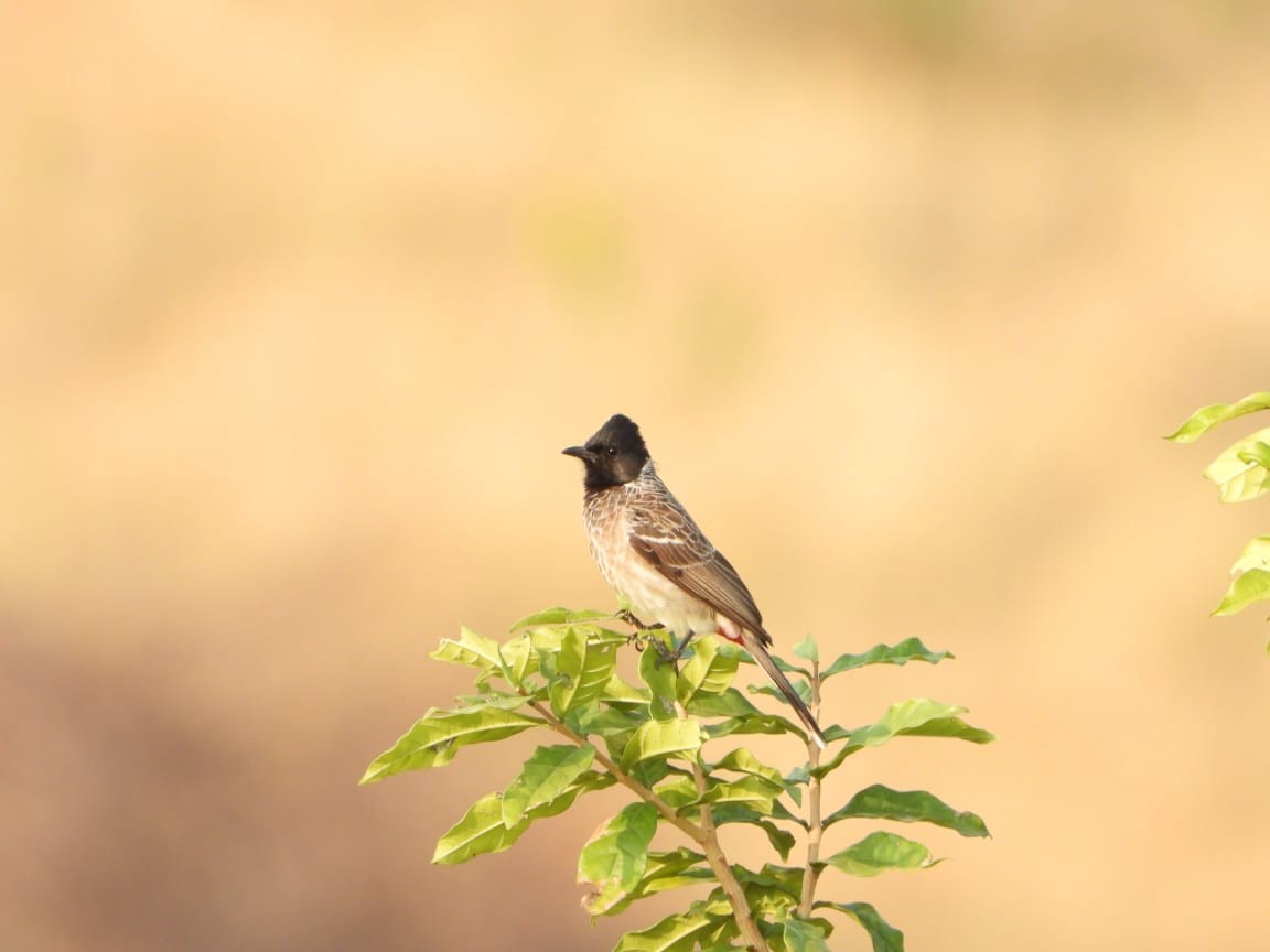 Red-vented Bulbul - ML209796611