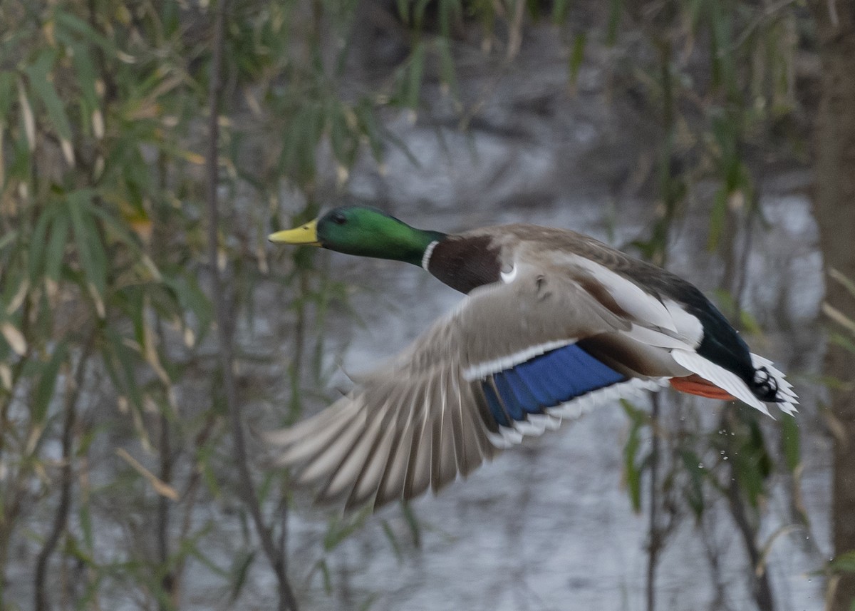 Mallard - Michael Linz