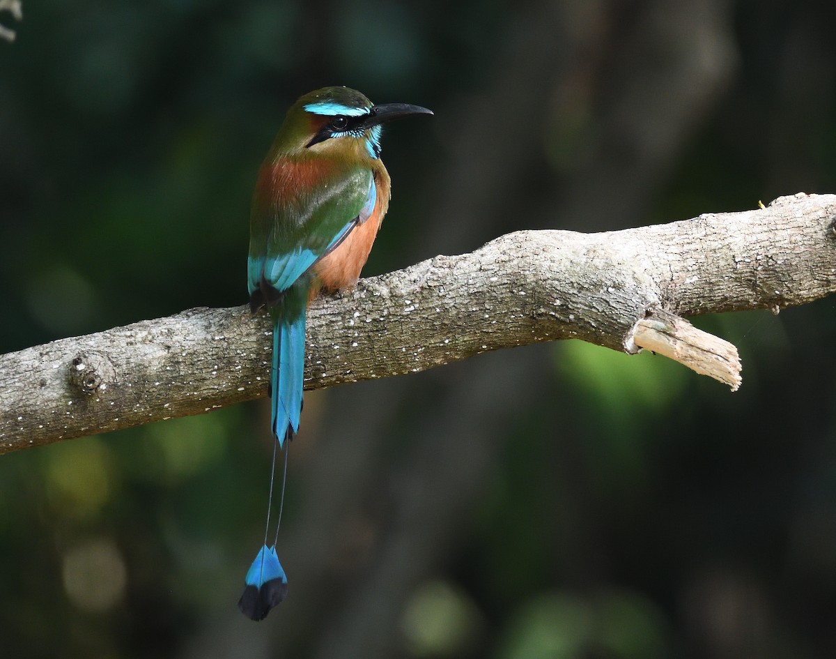 Turquoise-browed Motmot - ML209800971