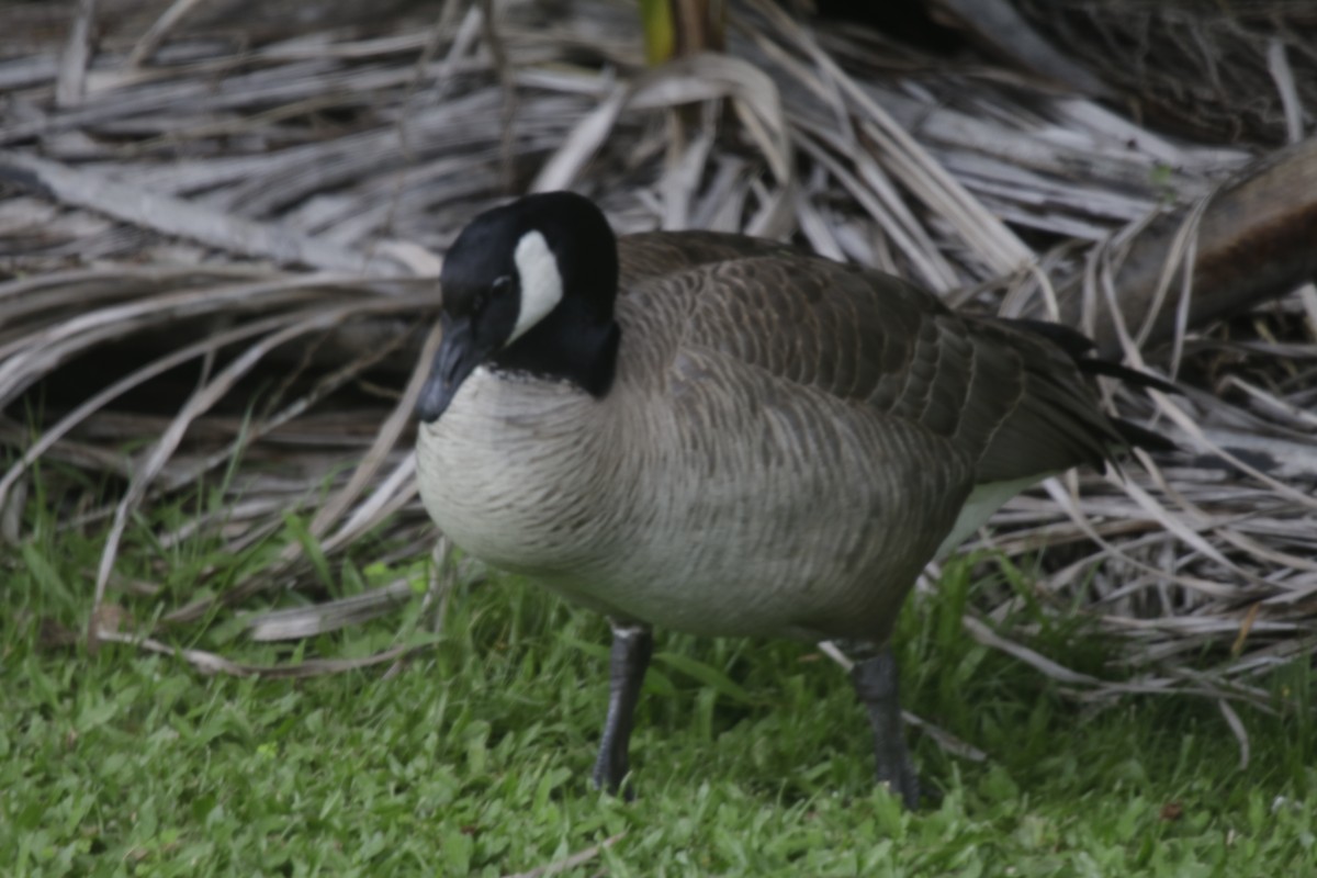 Canada Goose - ML209801141