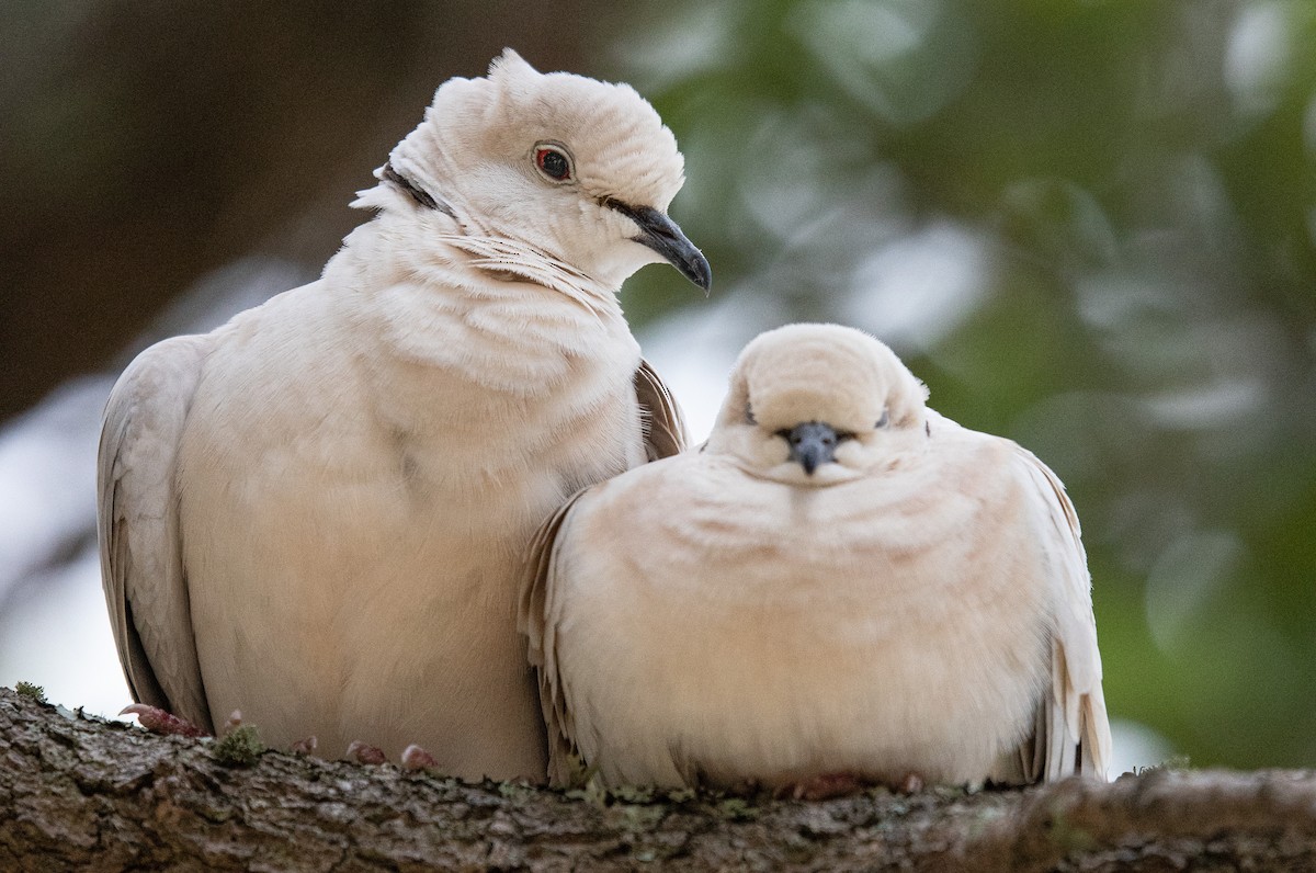 African Collared-Dove - ML209801661