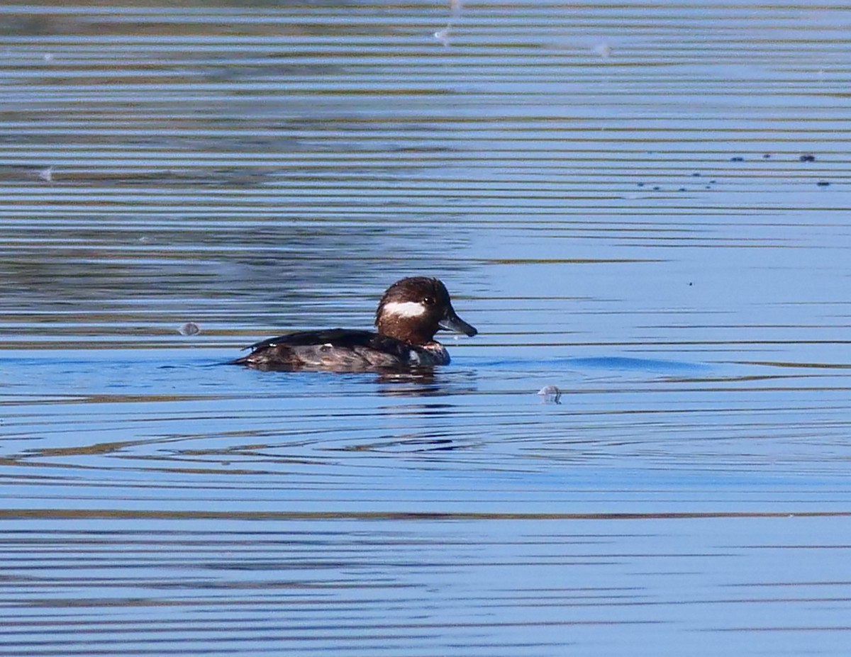 Bufflehead - ML209802471