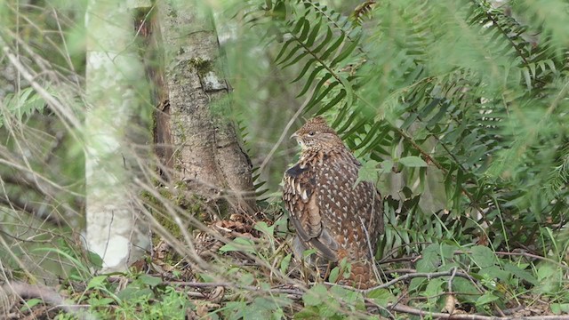 Ruffed Grouse - ML209803991