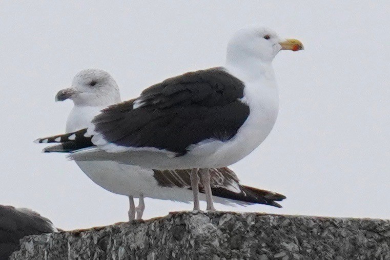 Great Black-backed Gull - ML209805661