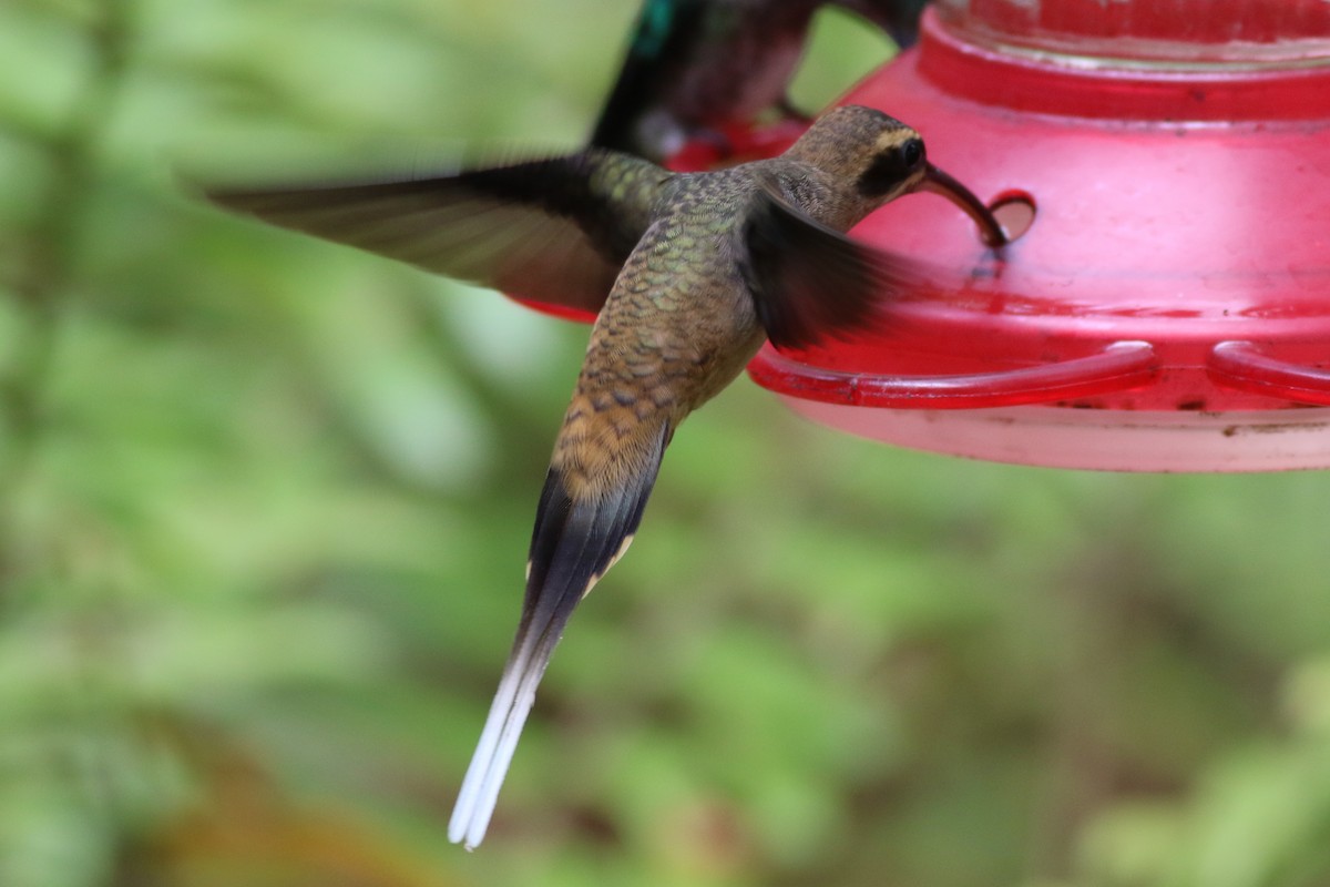 kolibřík tmavolící - ML209805731