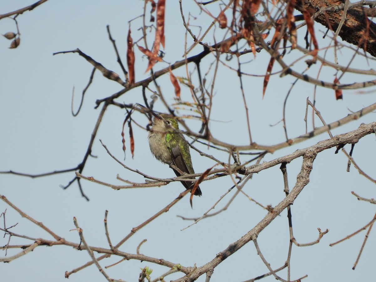 Colibrí Piquiancho Común - ML209806181