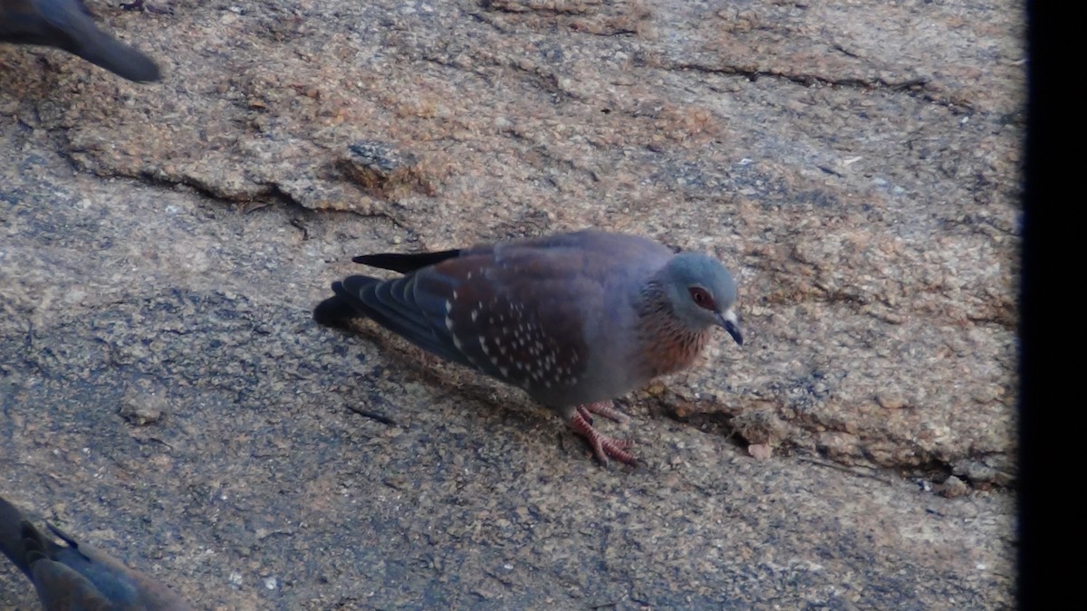 Pigeon roussard - ML20980971