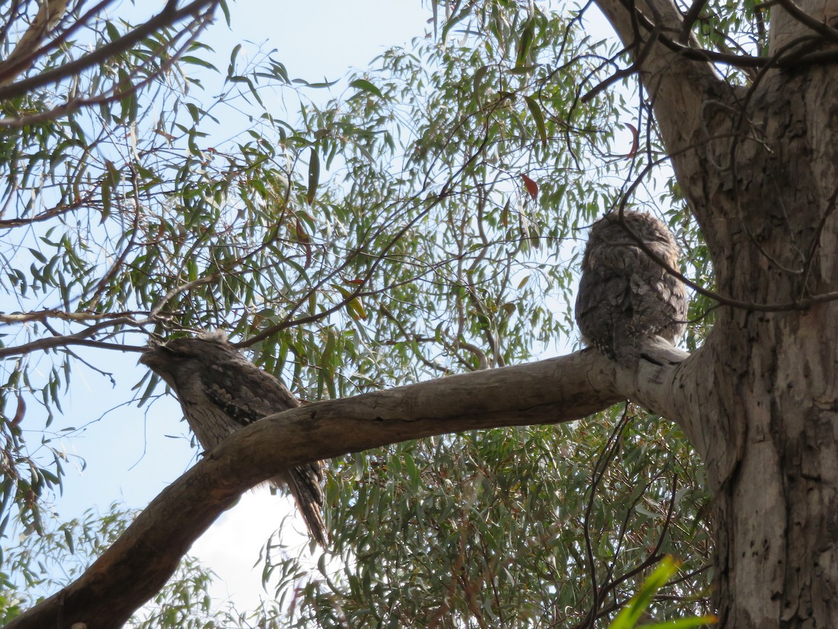 eBird Checklist - 17 Feb 2020 - Chapman, Australian Capital Territory ...