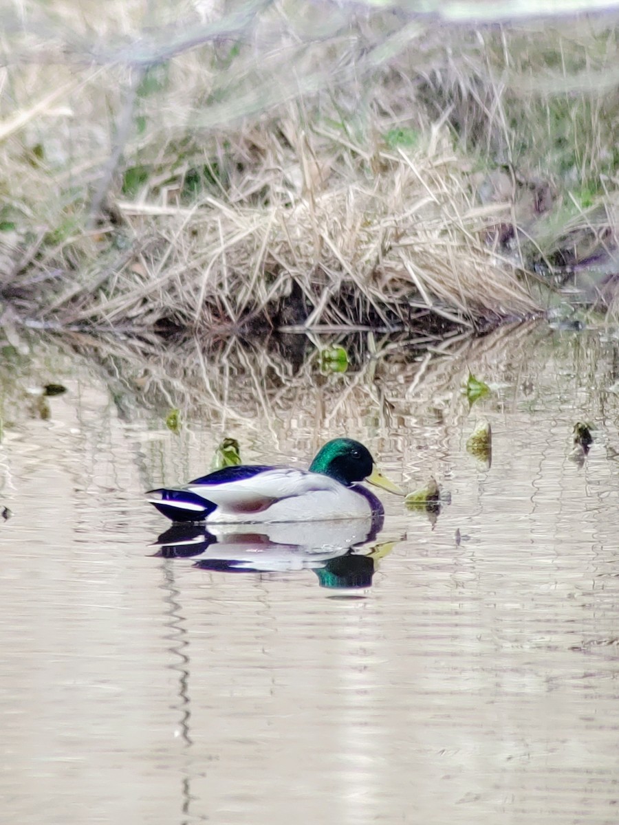 Mallard - ML209811671