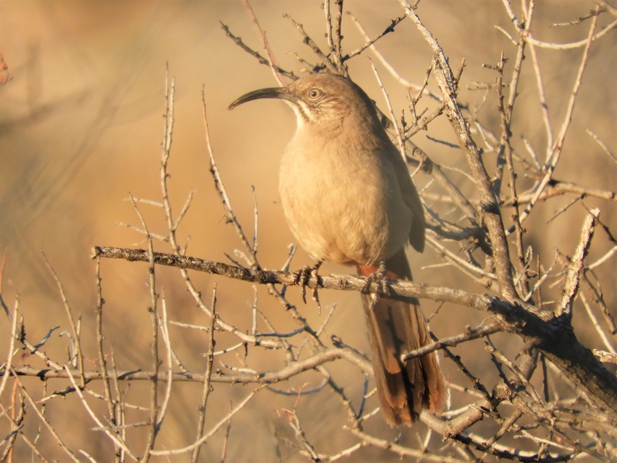 Crissal Thrasher - ML209811841
