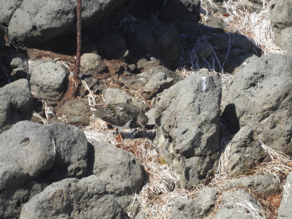 Black Turnstone - Ariel Gonzalez