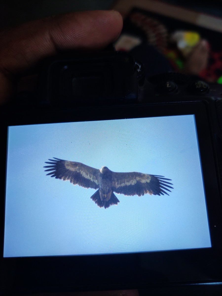 Steppe Eagle - ML209812181