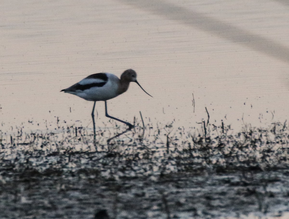 American Avocet - D Saxelby