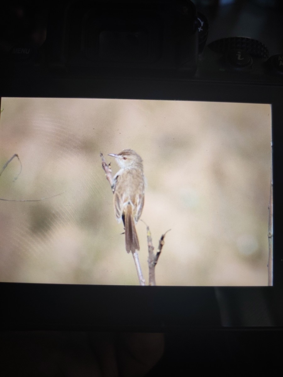 Prinia Delicada - ML209813041