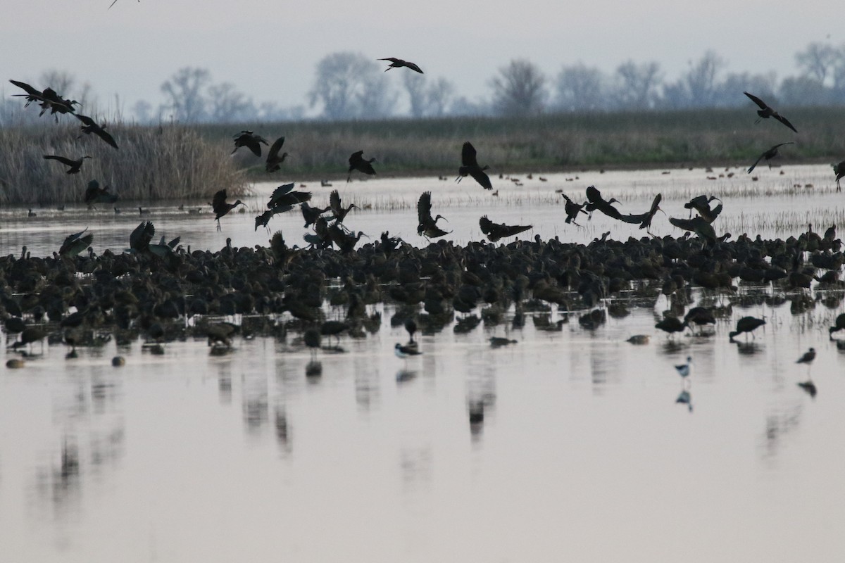 White-faced Ibis - D Saxelby