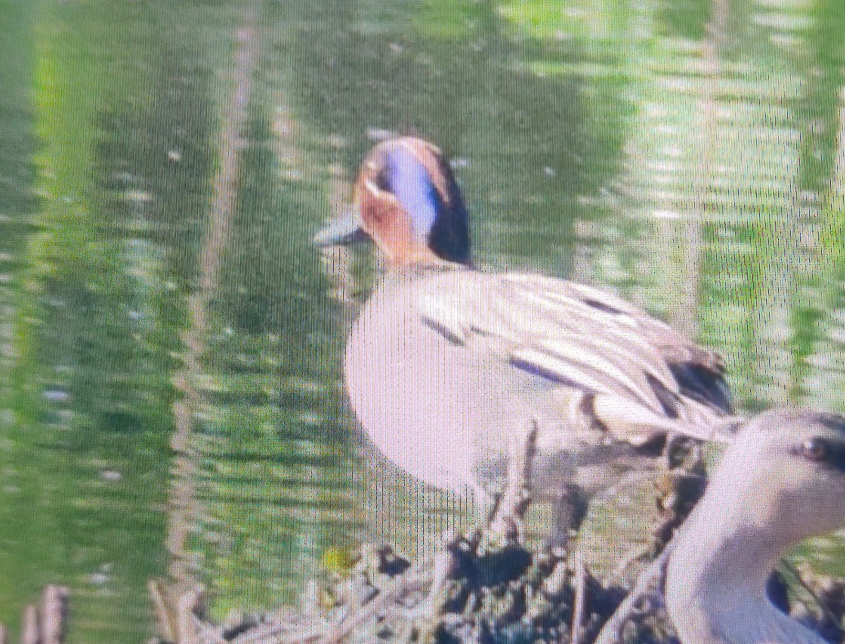 Green-winged Teal - ML209814441