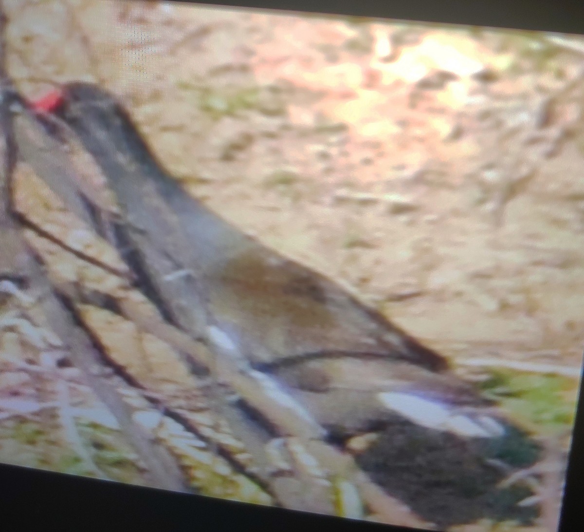 Eurasian Moorhen - ML209814631