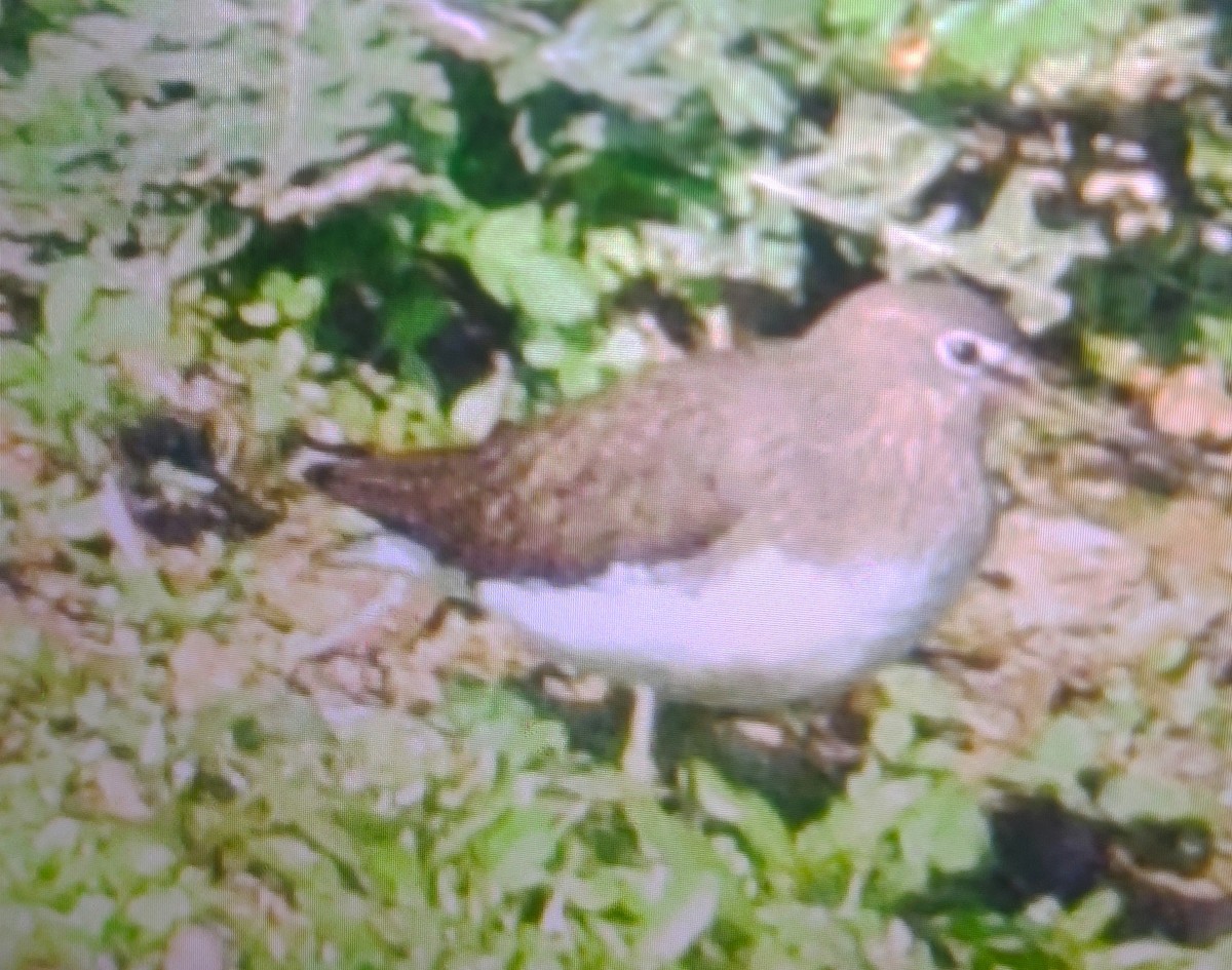 Green Sandpiper - ML209814791