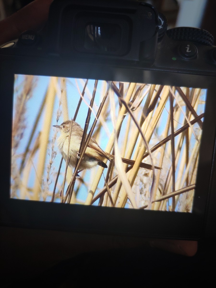 Plain Prinia - ML209815621