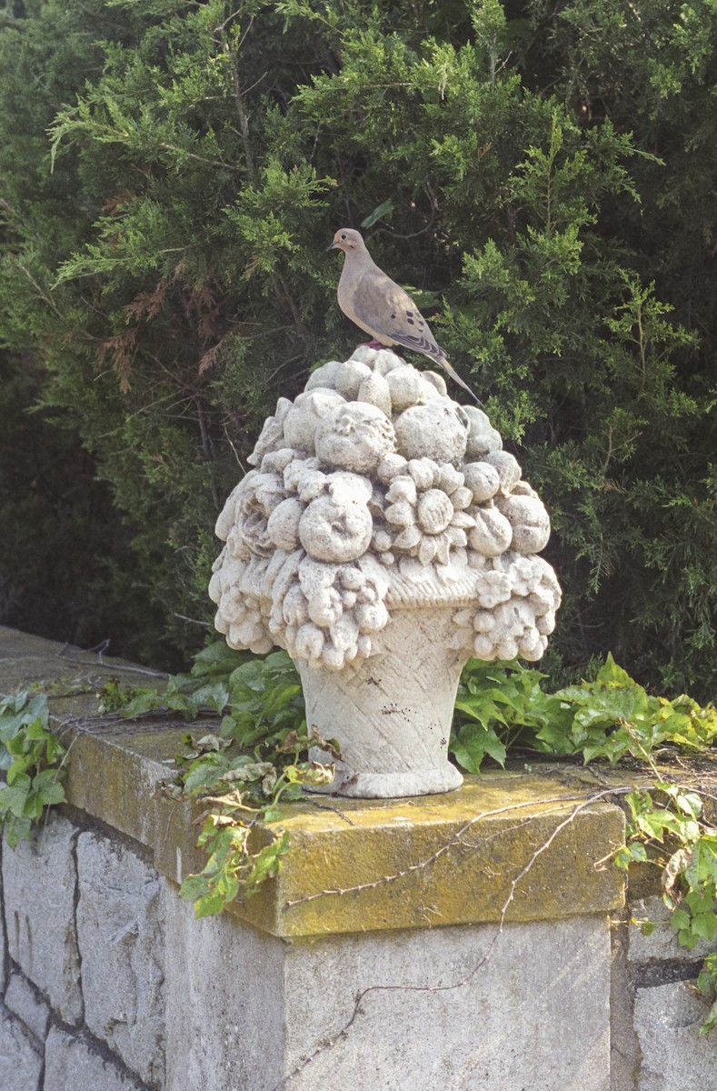 Mourning Dove - ML209816131