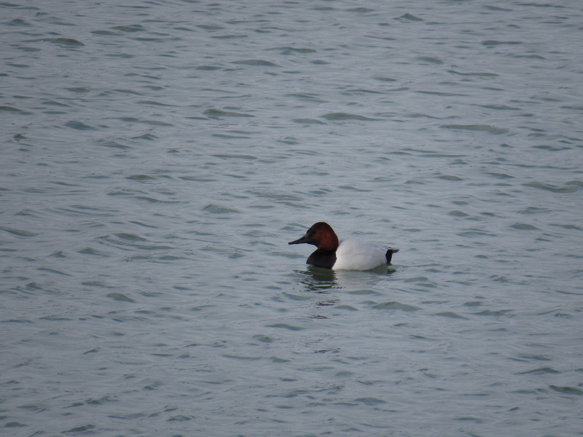 Canvasback - ML209816491