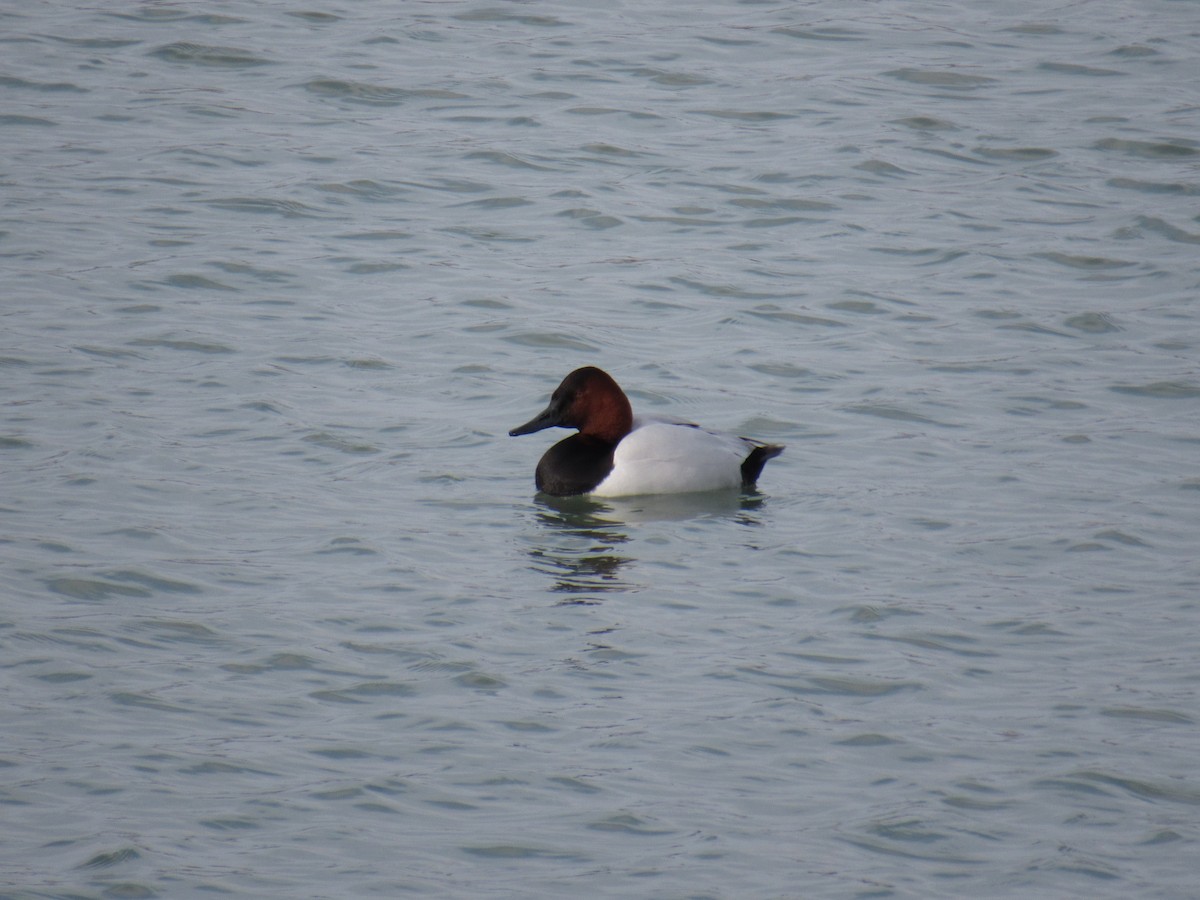 Canvasback - ML209816551