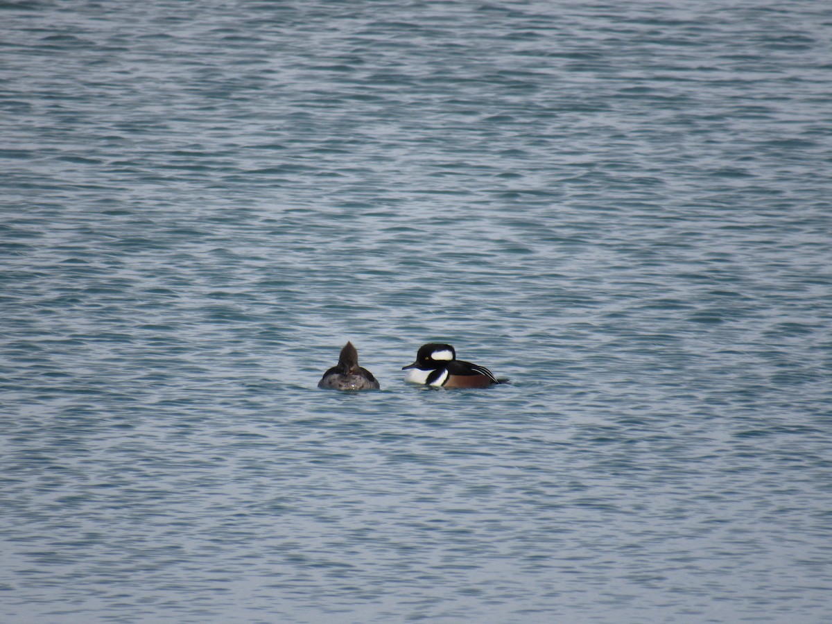 Hooded Merganser - ML209816641