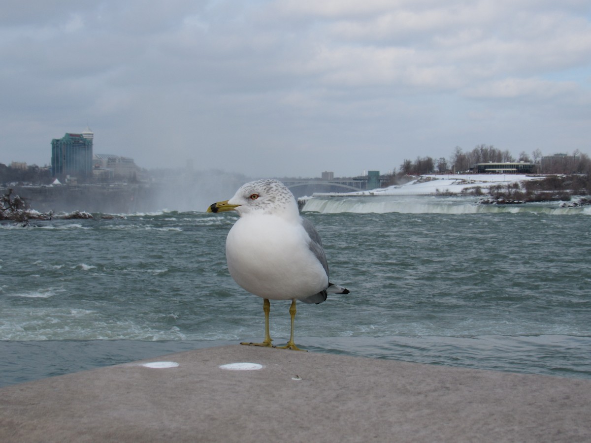 Ring-billed Gull - ML209816831